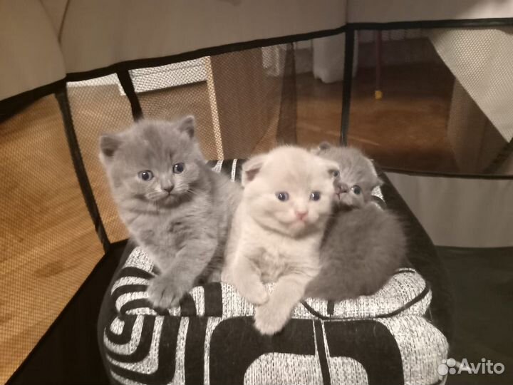 Домашние животные котята