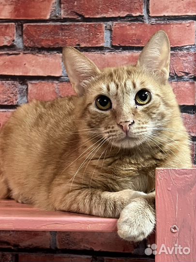 Солнечный котик Алекс 2 года ищет дом
