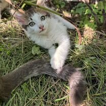 Котенок в добрые руки от мамы крысоловки