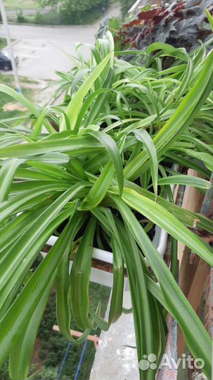 Хлорофитум Океан и Хохлатый