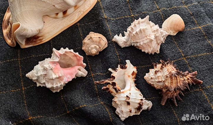 Морские ракушки натуральные Мурекс