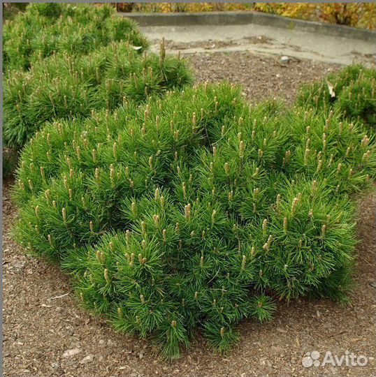 Сосна горная Мугус,сосна горная Пумилио