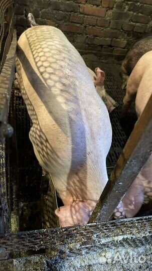 Поросята породы пьетрен