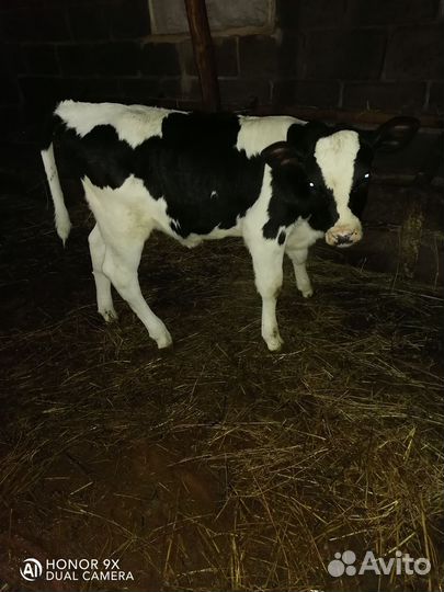 Теленок 1мес.8д