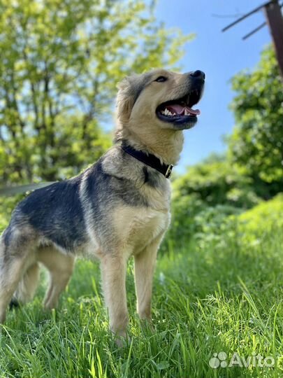 Собака в добрые руки