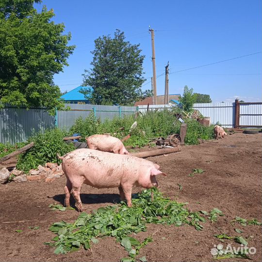 Свиньи Ландрас