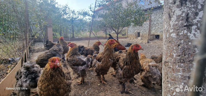 Куропатчая брама