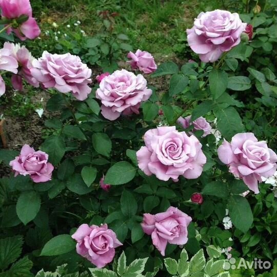 Саженцы розы Шарль дэ Голь