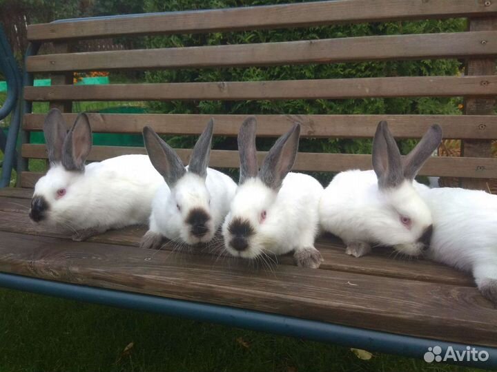 Калифорния, кролик, кроль