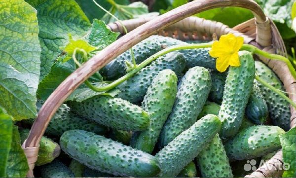 Огурцы свежие