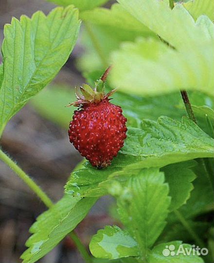 Рассада земляники