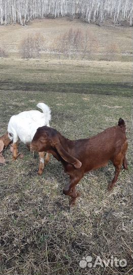 Козочки и козлик нубо-камори