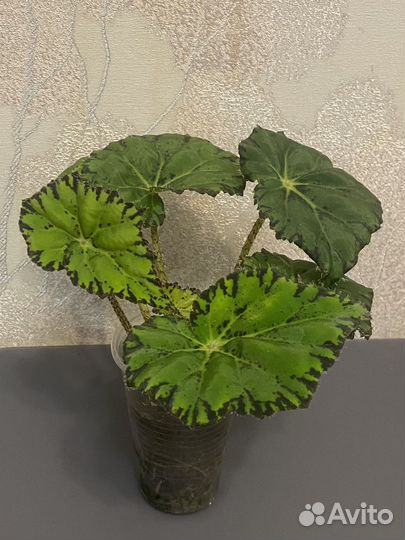 Бегони, традесканция, хлорофитум