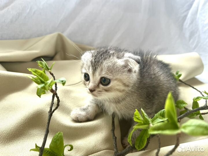 Шотландский котенок девочка