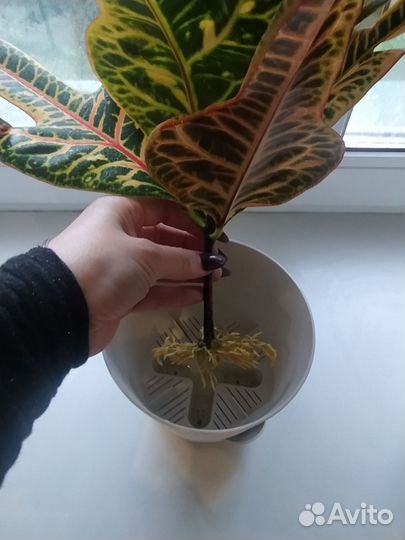 Кодиеум кротон