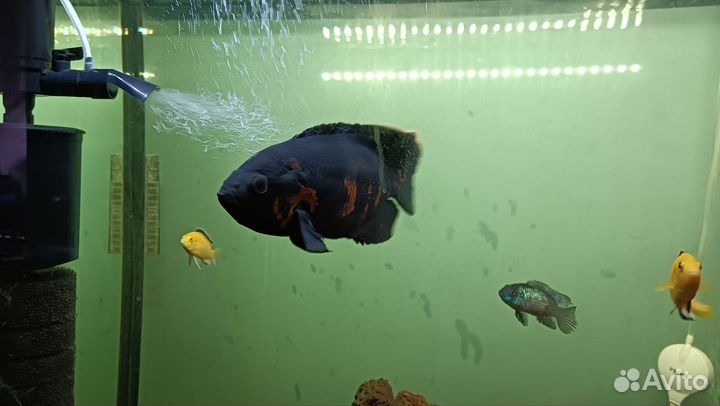 Рыба Астронотус