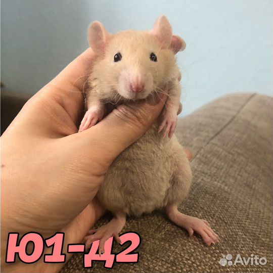 Крысята девочки, кудрявые, дабл-рекс