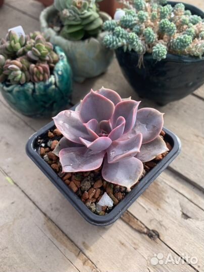 Суккуленты