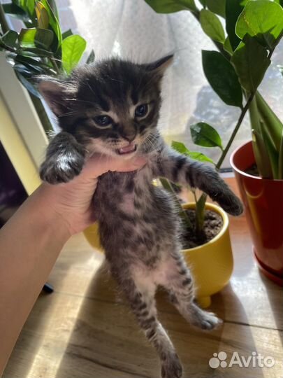 Котята