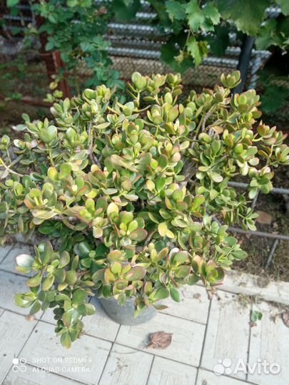 Толстянка, денежное дерево