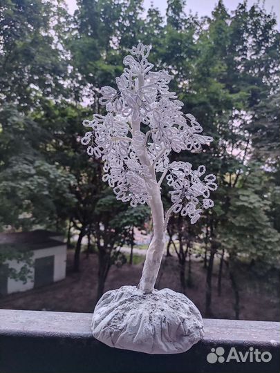 Можжевельник