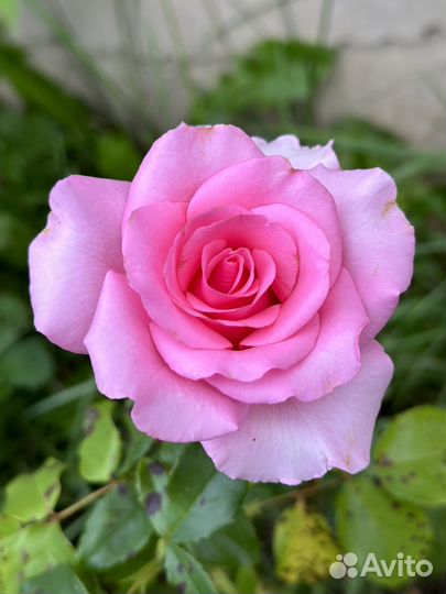 Саженцы сортовых роз