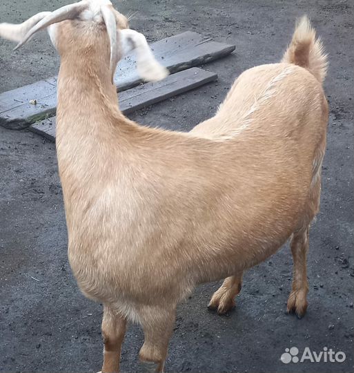 Продам козу