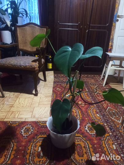 Комнатные цветы