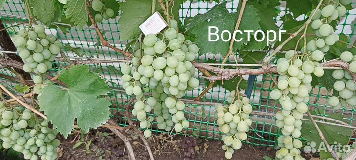 Саженцы винограда