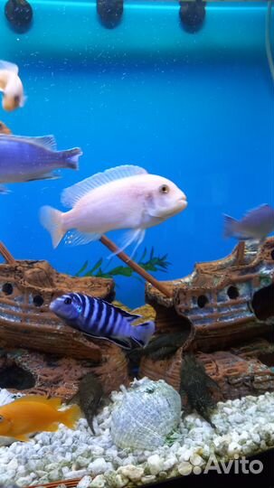 Цихлиды Малави (мальки)