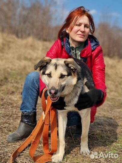 Умнейший пёс из приюта ищет дом