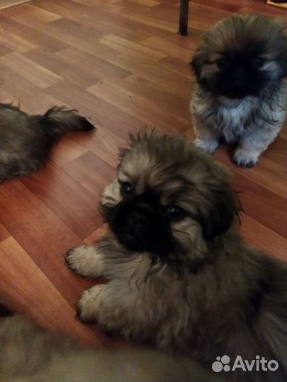 Продаются щенки пекинеса