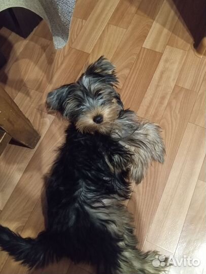 Йоркширский терьер