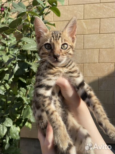 Бенгальская