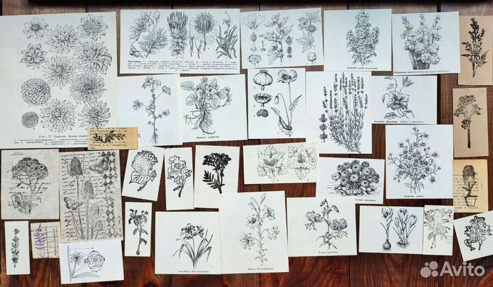 Ботаническиие наборы чёрно белые, насекомые