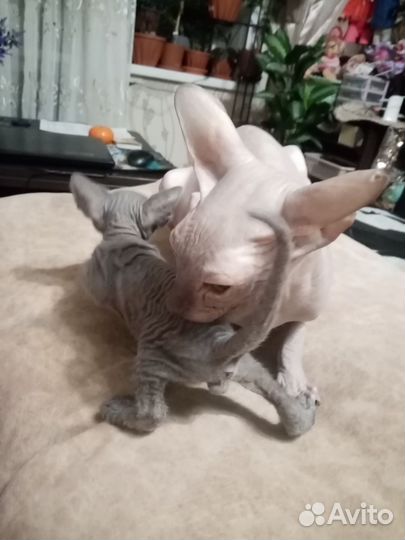 Котята сфинкс