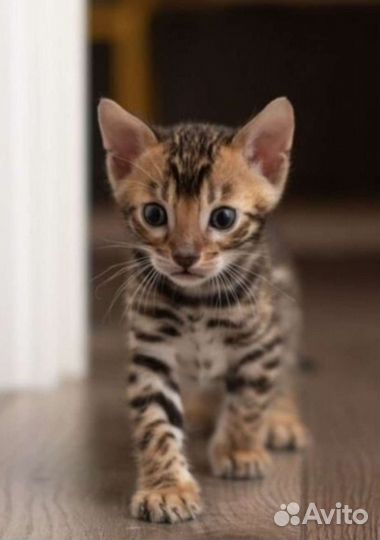 Редкие котята Бенгал