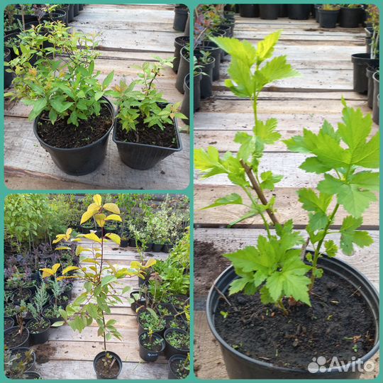 Саженцы декоративных растений