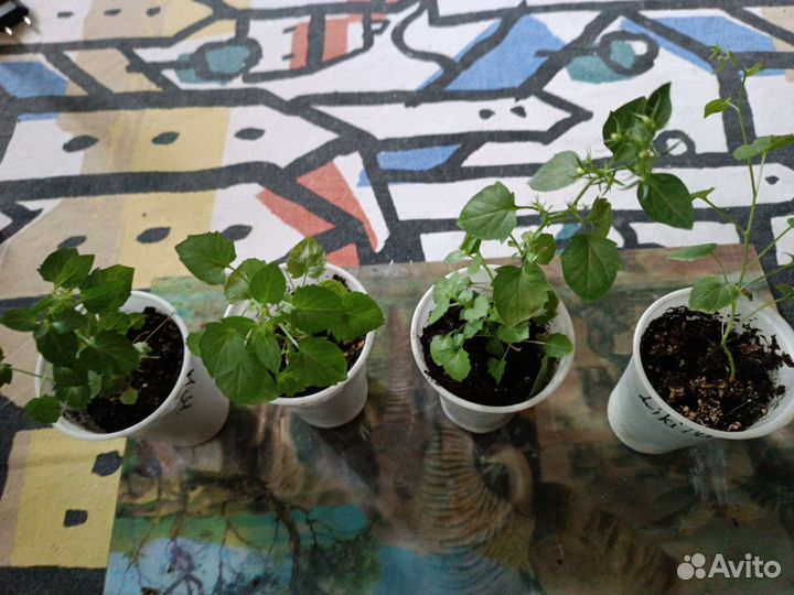 Невеста махровая Кампанула