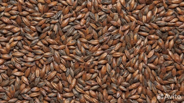 Солод ячменный пивоваренный 