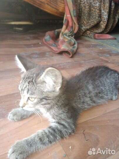 Продам котят