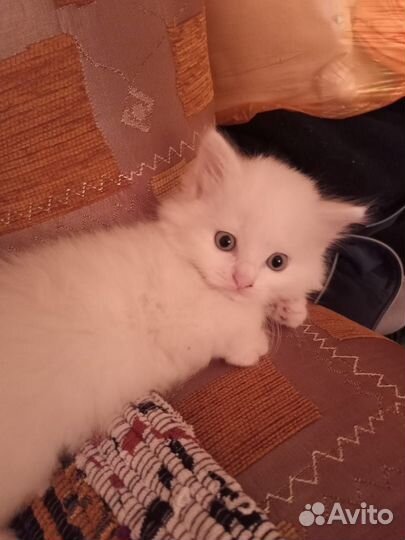 Отдам котят в добрые