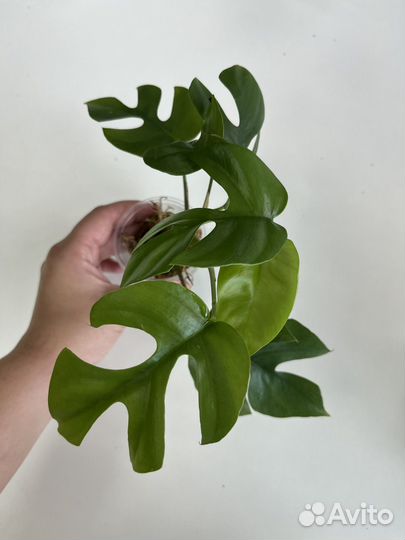 Рафидофора