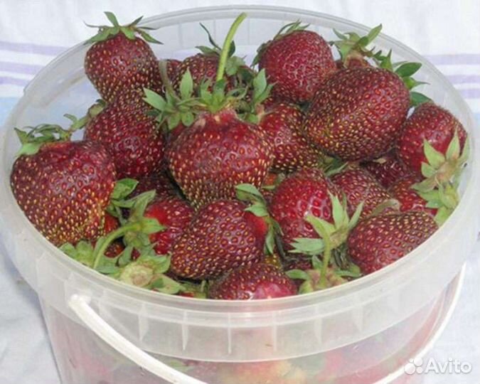 Эко клубника Феерверк