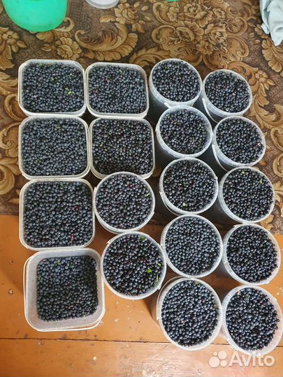 Черника лесная