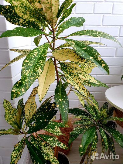 Кодиеум /Кротон Голден Сан