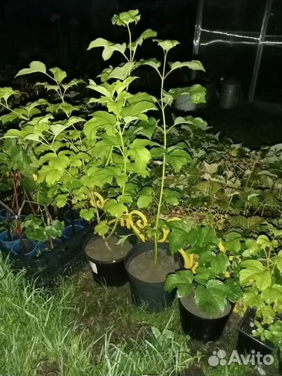 Саженцы калины,жасмина,черноплодки