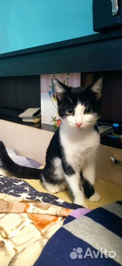 Котёнок в дар