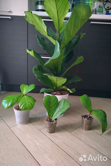 Фикус лирата колумнарис