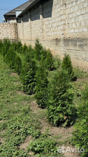 Туя смарагд